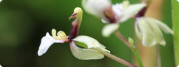 Orchidee im Terrarium