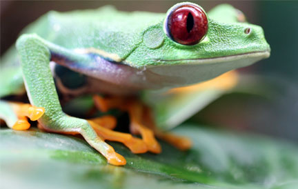 Rotaugenlaubfrosch - Agalychnis callydrias