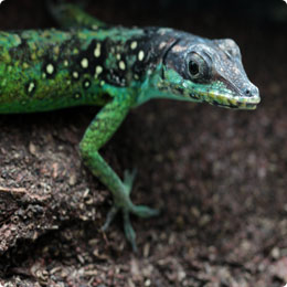 Anolis roquet summus - ein Regenwaldbewohner aus der Karibik