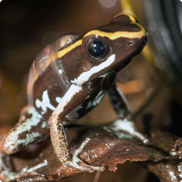 Phyllobates lugubris